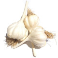 Top Quality Normal White Garlic Planting